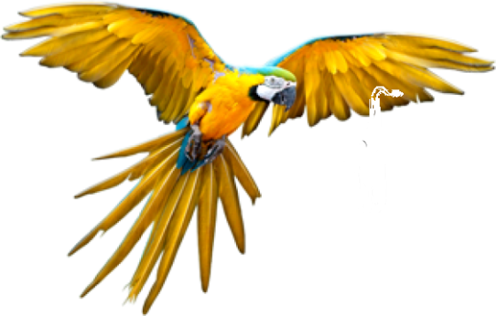 Java Jazz logo white text